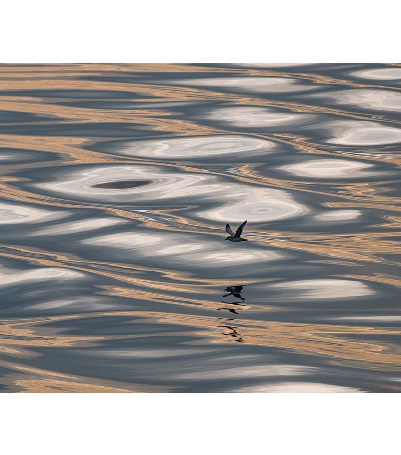 Arctic Sea