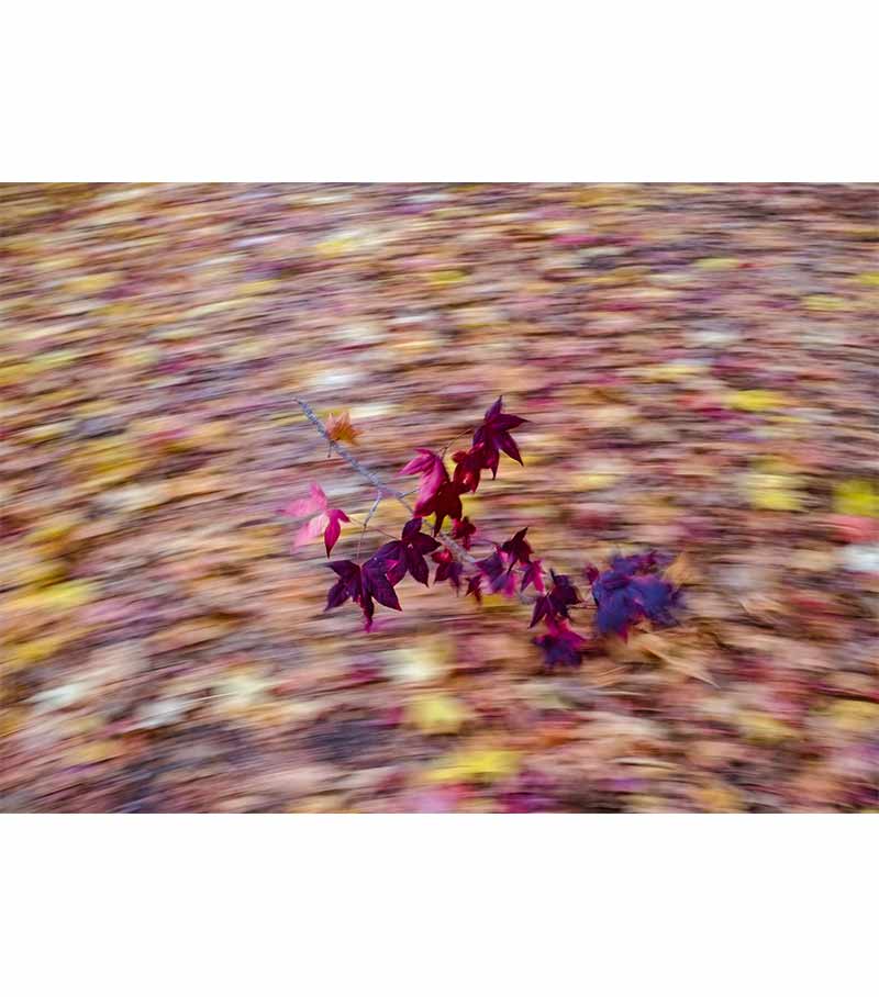 Autumn Leaves