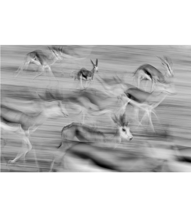Ghosts of Kalahari Springbok
