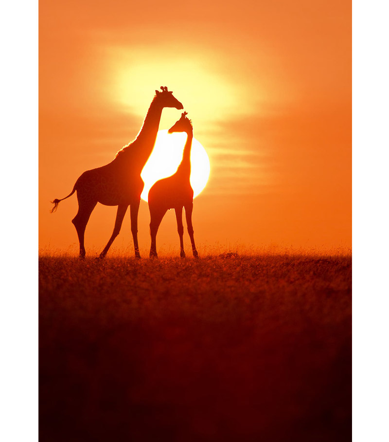Giraffes at Sunrise - healthcare professionals art gallery artwork by Dr Basil Staghoullis